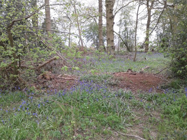 A Carpet of bluebells stretches into teh woods