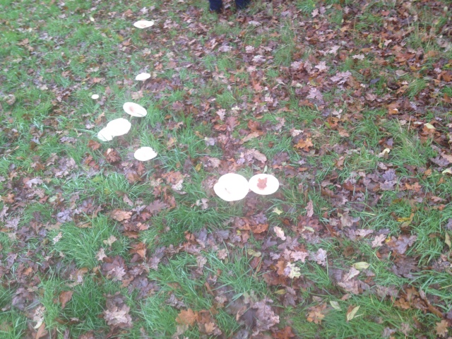 Large Fungi